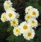  Herbstaster Poesie - Chrysanthemum Hortorum