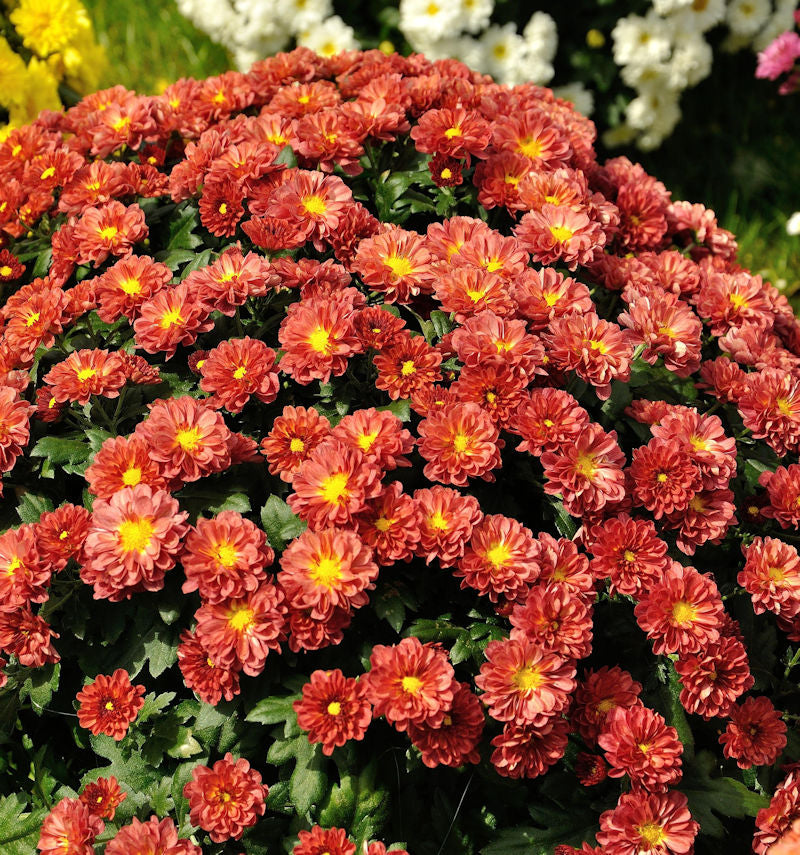  Winteraster Red Velvet - Chrysanthemum Hortorum