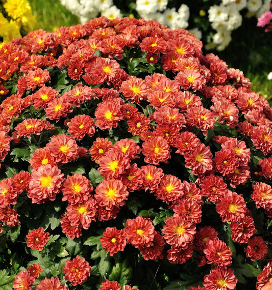  Winteraster Red Velvet - Chrysanthemum Hortorum