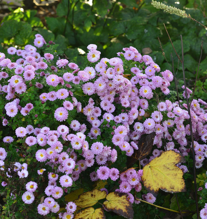  Winteraster Rosensilber - Chrysanthemum Hortorum