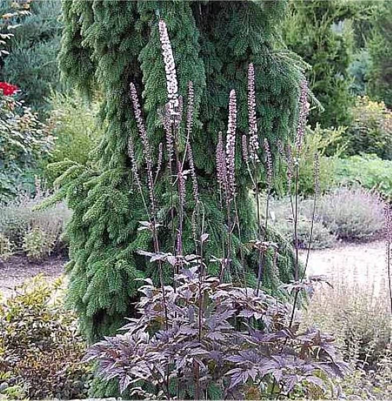  Traubensilberkerze Brunette - Großer Topf - Cimicifuga Ramosa