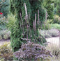  Traubensilberkerze Brunette - Großer Topf - Cimicifuga Ramosa