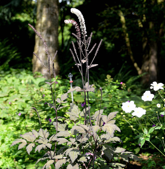  Traubensilberkerze Chocoholic - Cimicifuga Ramosa