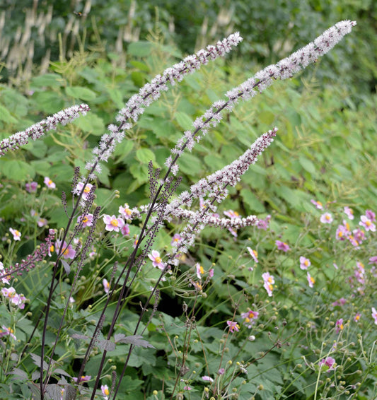  Silberkerze Brunette - Cimicifuga Simplex