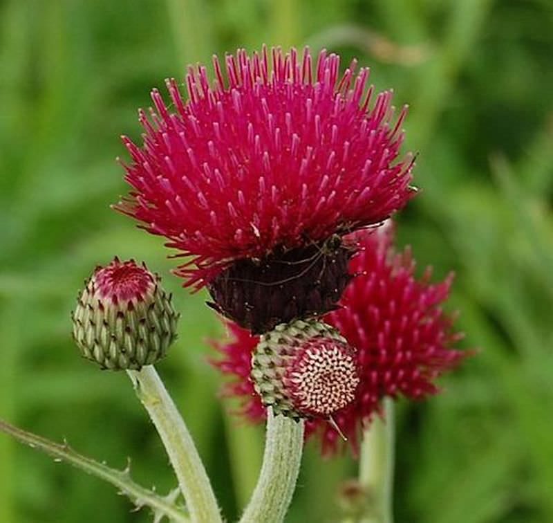  Purpur Kratzdistel - Cirsium Rivulare
