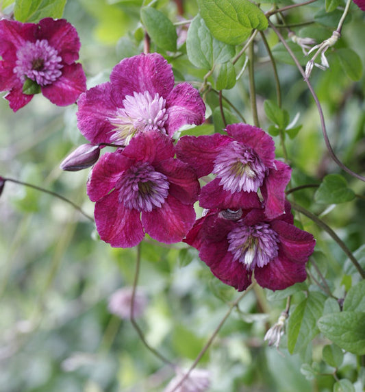  Waldrebe Avant-garde® 60-80cm - Clematis