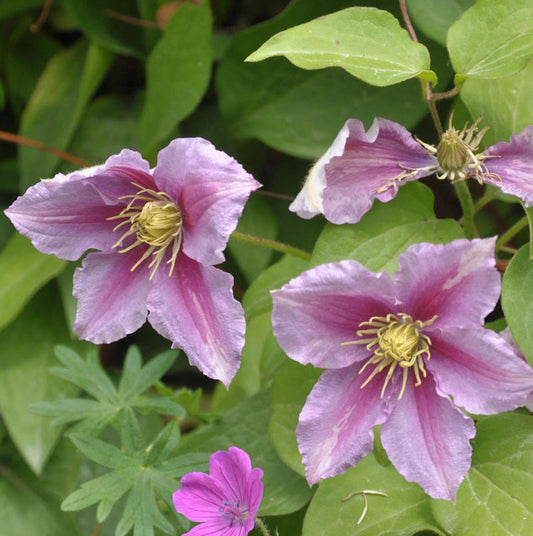  Evison Waldrebe Empress® 60-80cm - Clematis