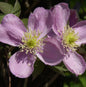  Berg Waldrebe Fragrant Spring 40-60cm - Clematis Montana