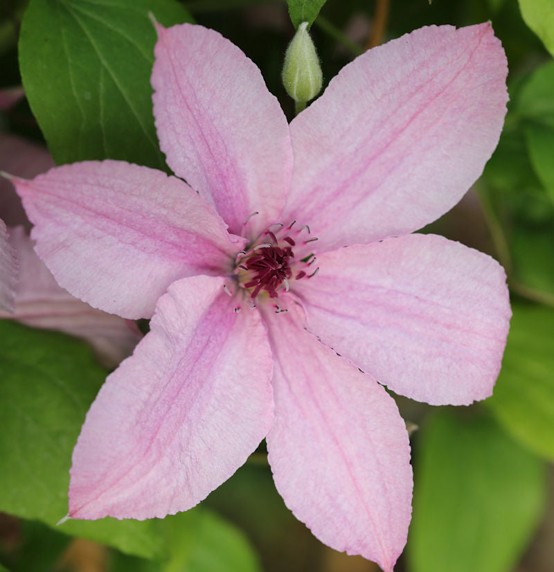  Waldrebe Hagley Hybrid 40-60cm - Clematis