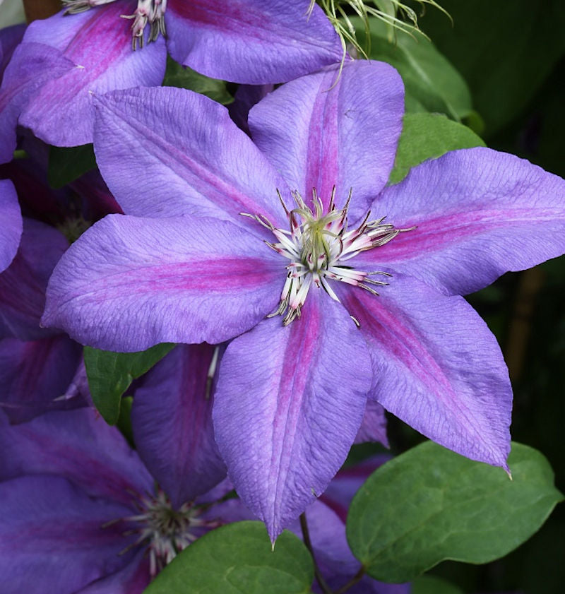  Waldrebe Mrs Nelly Thompson 40-60cm - Clematis