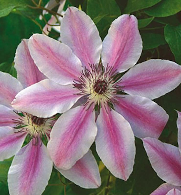  Waldrebe Nelly Moser 40-60cm - Clematis