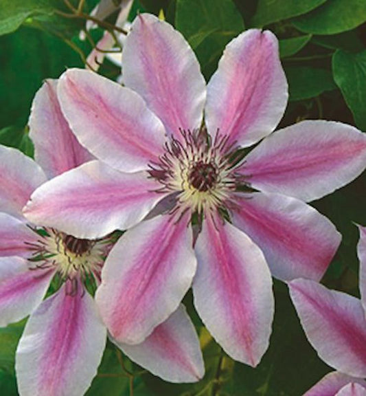  Waldrebe Nelly Moser 40-60cm - Clematis