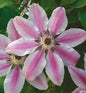  Waldrebe Nelly Moser 40-60cm - Clematis