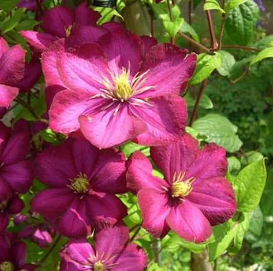  Waldrebe Rouge Cardinal 100-125cm - Clematis
