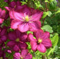  Waldrebe Rouge Cardinal 100-125cm - Clematis