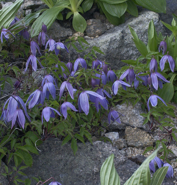  Alpen Waldrebe 100-125cm - Clematis Alpina