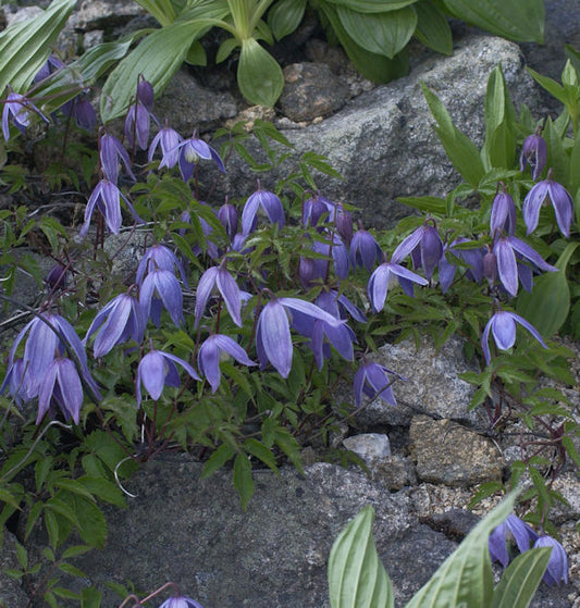  Alpen Waldrebe 100-125cm - Clematis Alpina