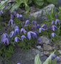  Alpen Waldrebe 100-125cm - Clematis Alpina