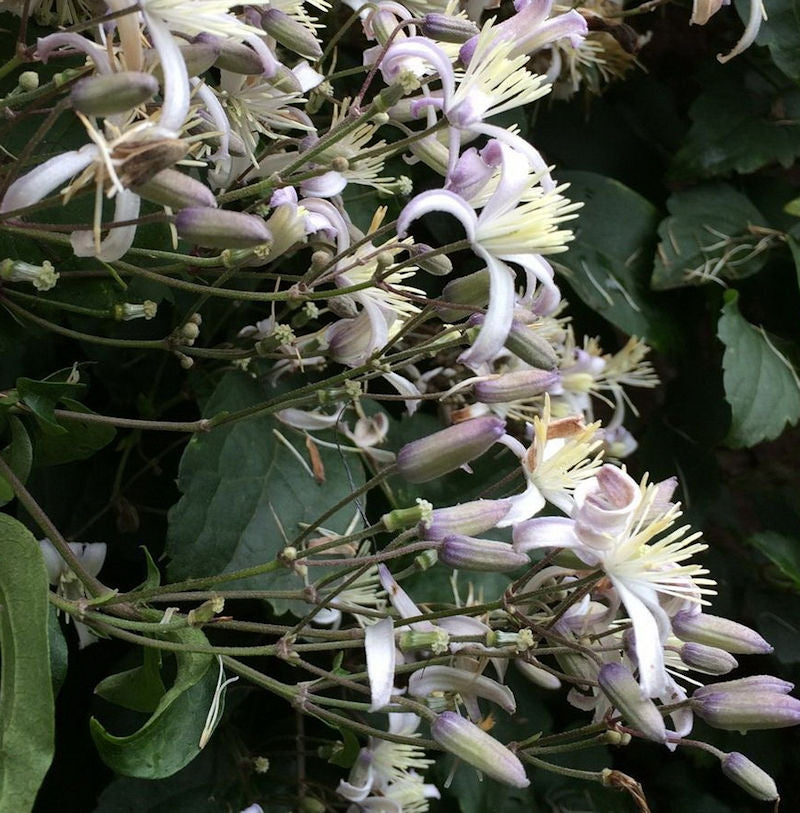  Staudenclematis Mrs. Robert Brydon - Clematis Heracleifolia