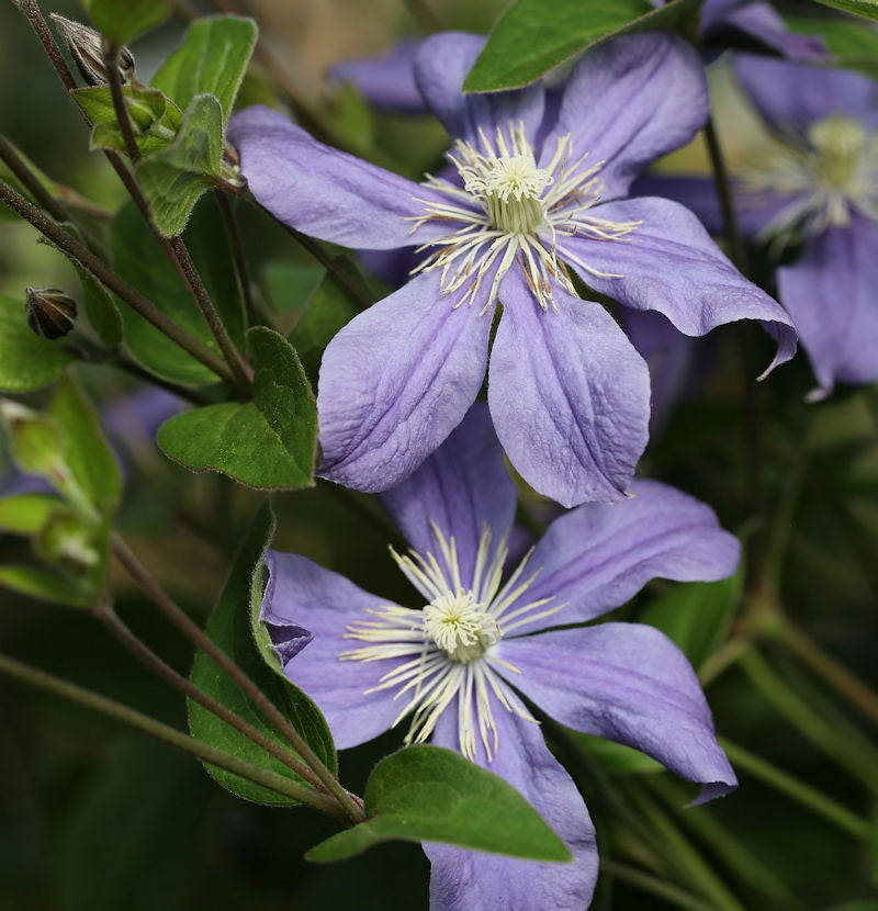  Staudenclematis Arabella 40-60cm - Clematis Integrifolia