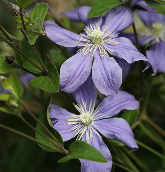  Staudenclematis Arabella 40-60cm - Clematis Integrifolia