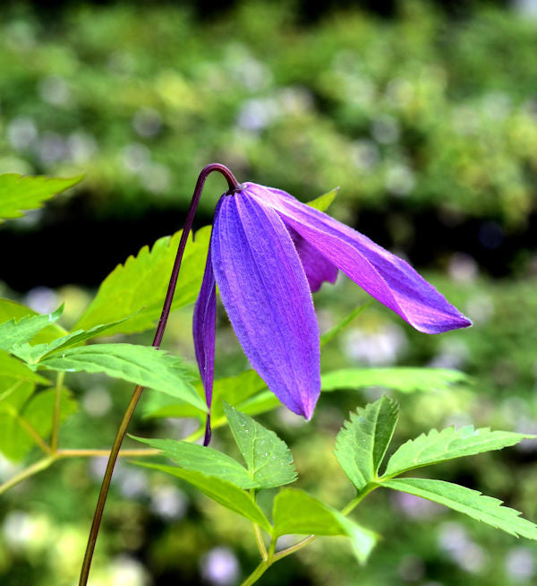 Frühe Alpen Waldrebe Georg 60-80cm - Clematis Macropetala