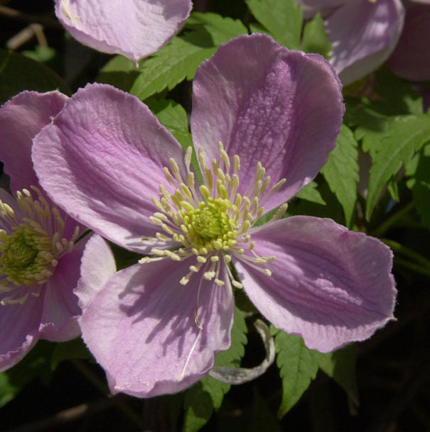  Berg Waldrebe Tetrarose 40-60cm - Clematis Montana