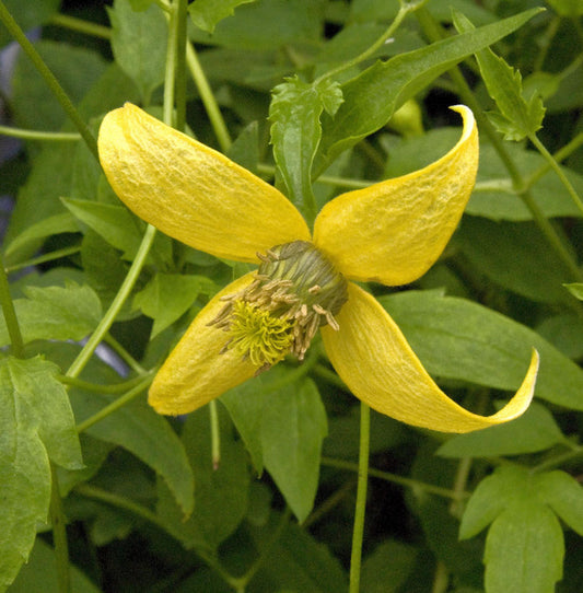  Gold Waldrebe Golden Harvest 60-80cm - Clematis Tangutica