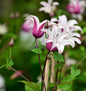  Englische Waldrebe Princess Kate 60-80cm - Clematis Texensis