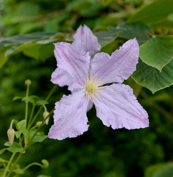  Robuste Waldrebe Blekitny Aniol - Blue Angel 100-125cm - Clematis