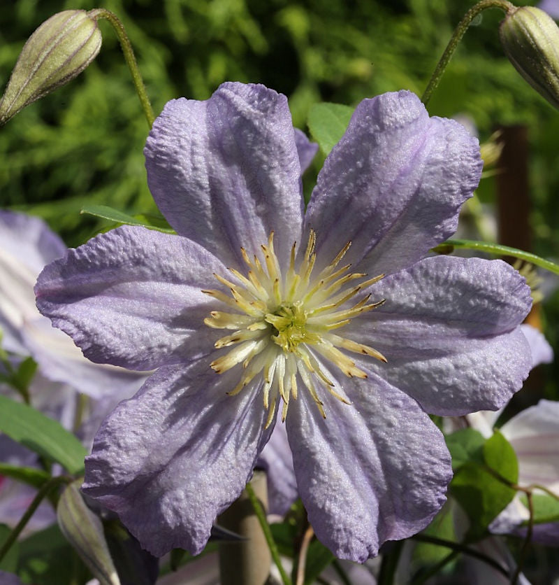  Robuste Waldrebe Prince Charles 100-125cm - Clematis Viticella