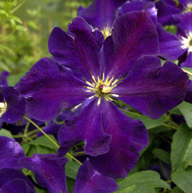  Robuste Waldrebe Romantica 40-60cm - Clematis Viticella