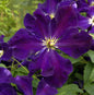  Robuste Waldrebe Romantica 40-60cm - Clematis Viticella