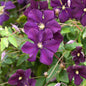 Robuste Waldrebe Rubra 100-125cm - Clematis Viticella