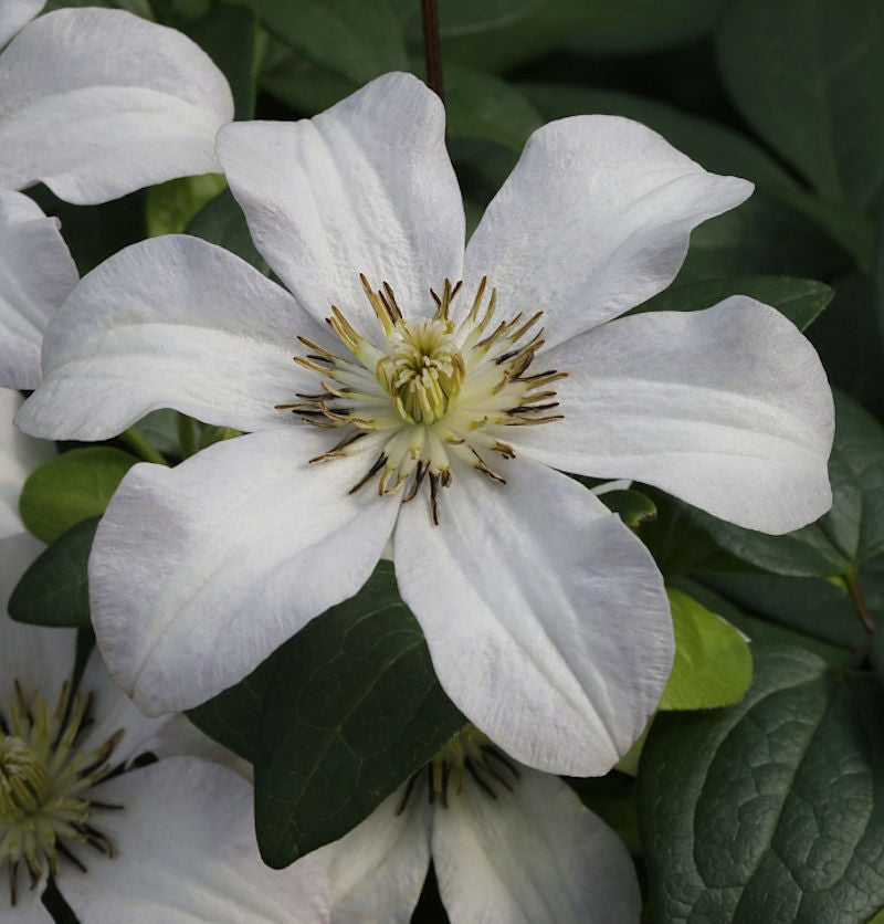  Robuste Waldrebe Huldine 100-125cm - Clematis Viticella