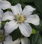  Robuste Waldrebe Huldine 100-125cm - Clematis Viticella