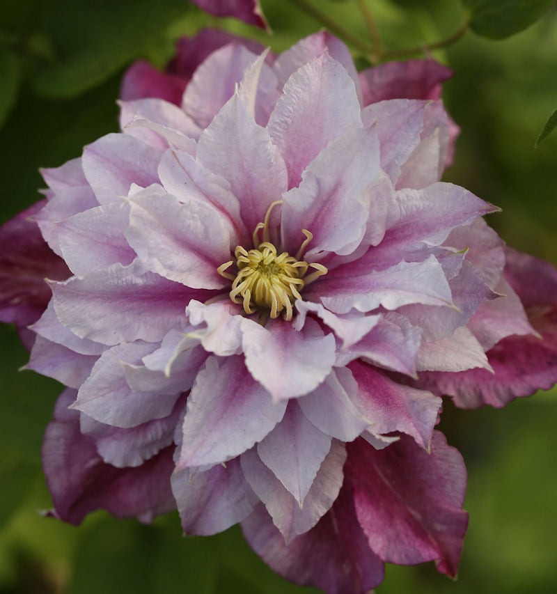  Waldrebe Piilu 60-80cm - Clematis