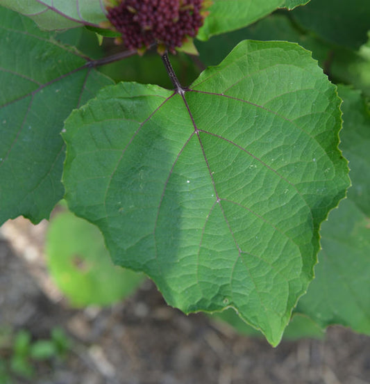  China Losbaum Pink Diamond 40-60cm - Clerodendrum Bungei