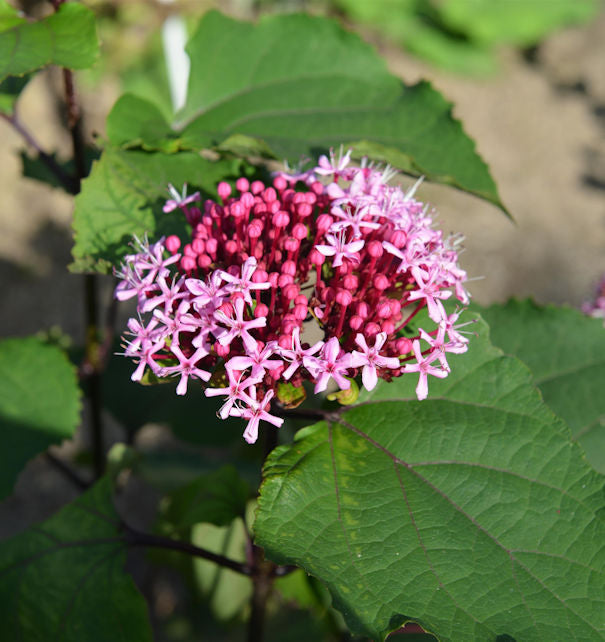  China Losbaum 60-80cm - Clerodendrum Bungei