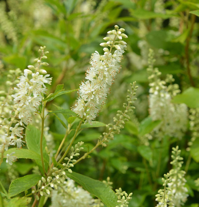  Silberkerzenstrauch Hummingbird 60-80cm - Clethra Alnifolia