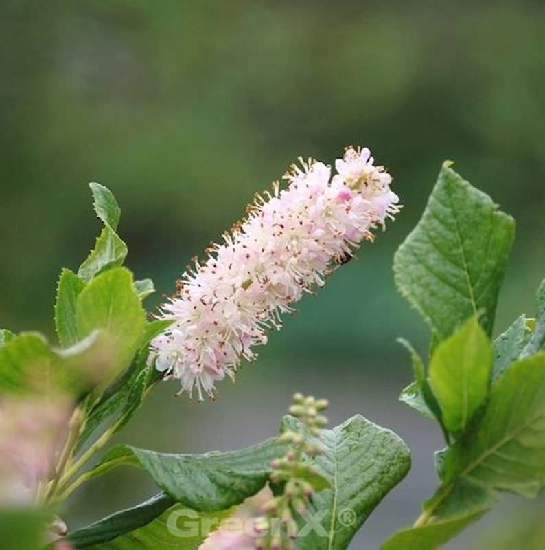  Rosa Zimterle Silberkerzenstrauch 40-60cm - Clethra Alnifolia
