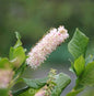 Rosa Zimterle Silberkerzenstrauch 40-60cm - Clethra Alnifolia