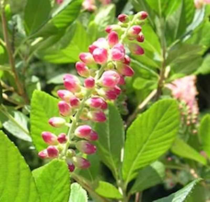  Silberkerzenstrauch Ruby Spice 40-60cm - Clethra Alnifolia