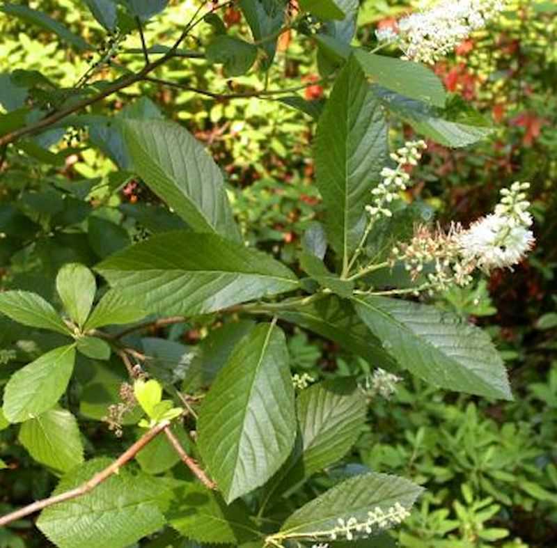  Erlen Zimterle 60-80cm - Clethra Fargesii