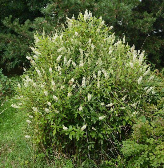  Zimterle Silberkerzenstrauch 40-60cm - Clethra Alnifolia