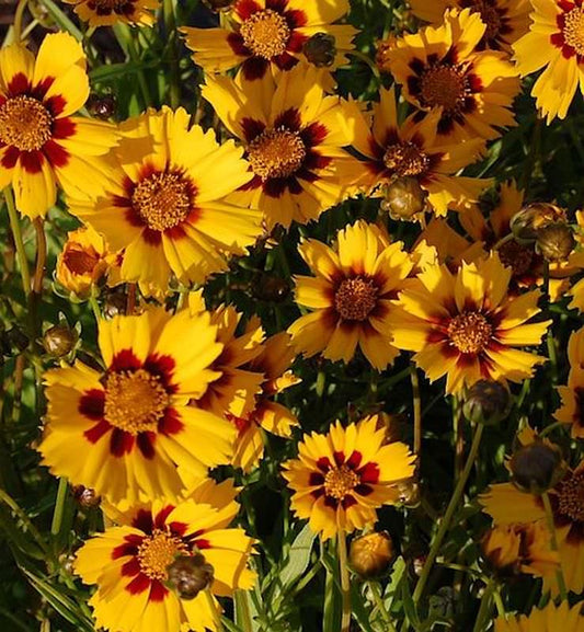  Mädchenauge Babygold - Coreopsis Grandiflora