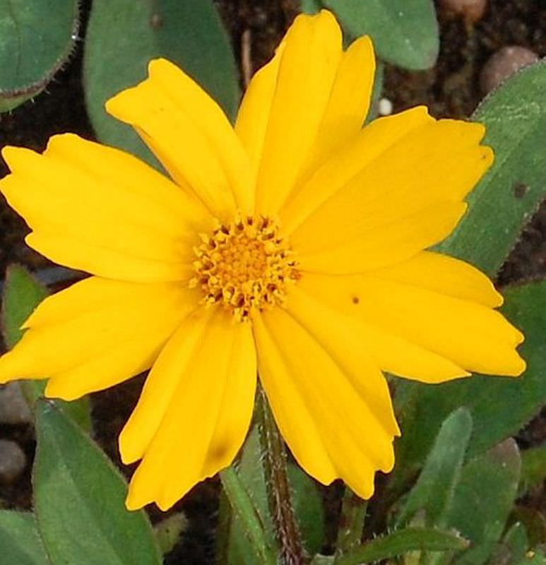  Mädchenauge Christchurch - Coreopsis Grandiflora