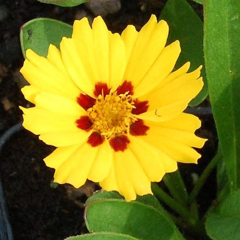  Mädchenauge Walter - Coreopsis Verticillata