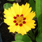  Mädchenauge Walter - Coreopsis Verticillata
