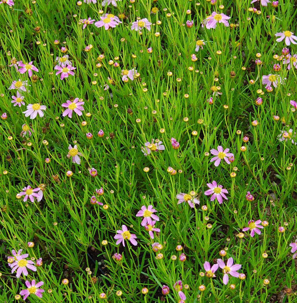  Rosablühendes Schönauge American Dream - Coreopsis Rosea